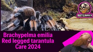 Red legged tarantula// Brachypelma Emilia care  #tarantulacare