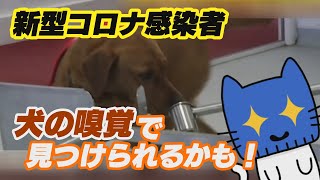 新型コロナ感染者、犬の嗅覚で見つけられるかも！？【マスクにゃんニュース】