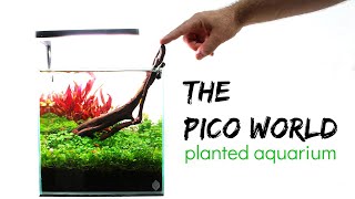 Aquascaping THE PICO WORLD / from start to finish time lapse included