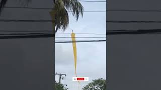 ගාල්ල ගුවනට එක්වූ අලුත්ම නයි සරුංගලය 🐍 | Beautiful Snake Kite In Sri Lanka 🇱🇰 | Kite Season 🪁 #kite