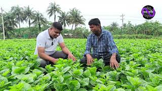 আধুনিক পদ্ধতিতে পুইশাক চাষ। দড়া জাত, অত্যন্ত সুস্বাদু, দ্রুত বৃদ্ধি পায়, লাভজনক। Puishak chas.