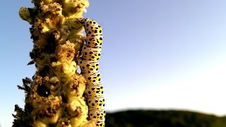 Mullein moth Cucullia verbasci caterpillar