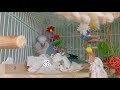 【おしゃべりインコ】いたずらをしていたので《注意》したら笑われた｜parrots