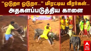 Alanganallur Jallikattu 2023 | ”ஓடுறா ஓடுறா..”மிரட்டிய வீரர்கள்.. அதகளப்படுத்திய காளை | Udhayanidhi