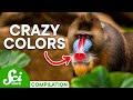 Incredible Facts About Color in Nature | SciShow Compilation