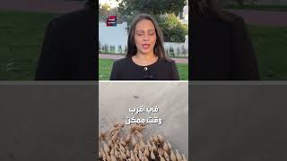 بسبب الجفاف.. المغرب يوجه أنظاره نحو الأغنام الأسترالية