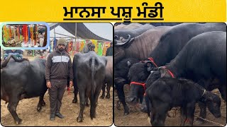 ਮਾਨਸਾ ਪਸ਼ੂ ਮੰਡੀ ਤਰੀਕ 17/1/25 ਦੇਖੋ ਹੁਣ ਮੱਝਾ ਦਾ ਰੇਟ ਵੀਡੀਓ ਬਣਾਉਣ ਲਈ ਸਪੰਰਕ ਕਰੋ 9478590127