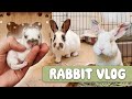 Rehoming Rabbits, Baby Bunny Updates, and New Cages!