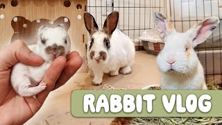 Rabbit Rescue Updates | Rehoming, Baby Bunnies, and New Cages!