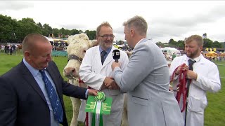 Pencampwriaeth Gwartheg Charolais | Charolais Cattle Championship