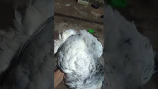 কলম্বিয়ান ব্রাহামা মুরগী আর নেই।😭#animals #reels #ornof #shortsfeed #chicken #murgi #roster #pets