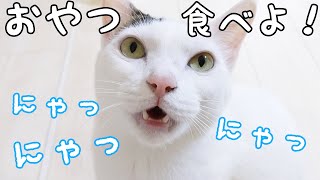 おやつが欲しくてたくさんお喋りする猫