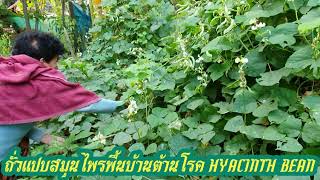 ถั่วแปบสมุนไพรพื้นบ้านต่อต้านโรค Hyacinth Bean