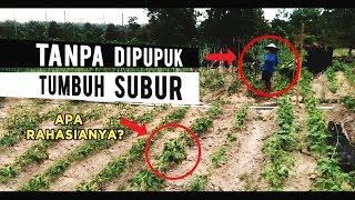 Apa Rahasia Petani Ini? Tanpa Dipupuk Tanaman Bisa Tumbuh Baik