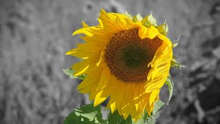 Strong winds in Sunflower Farm Australia