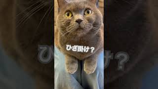 丸洗いNG☆ひざ掛けブランケットにもなるブリ猫♪法廷の人間模様を裁くねこ。#Shorts #ブリ猫 #傍聴 #裁判 #猫好きさんと繋がりたい #ブランケット #ひざ掛け