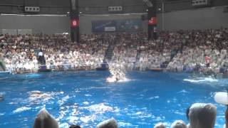 Shingawa Epson Stadium dolphin show