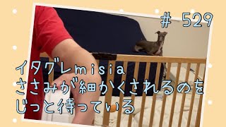 ササミもらえるまで良い子に待つけど焦らされすぎるとさすがにパパにも怒るイタグレｍｉｓｉａ(ミーシャ)【生後529日】【うちの子462日目】【イタリアングレーハウンド】【パピーズママ出身】