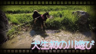 【豆柴】430 犬生初の川遊びに挑戦しました【柴犬】First time in my life as a dog, I tried to play in the river.