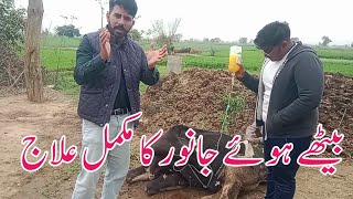 Treatment of downer cow | Dr Furqan Basheer