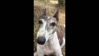 Perritos de Fundación Animal Chile en la Quinta Región.