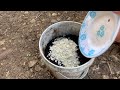 how to grow sweet berry waxy corn in cement bags