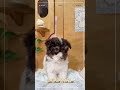 🌟 花貴賓小天使降臨！ 🌟🐾 一雙閃亮大眼 滿滿的純真與愛！🐾 捲捲毛絨絨 就像擁抱一朵小雲！🐾 貼心小棉襖 到哪裡都帶來快樂與溫暖！☎：0928 332033【特寵業字第s1140004號 01】