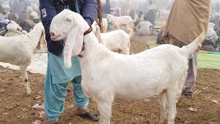 Mohammed Ghori Bakrid Badi Bakri Rajan Puri goat farming Ka Tarika Bakra Mandi Pakistan mandiwala