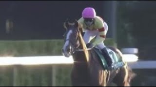 第68回　京阪杯（GⅢ）　トウシンマカオ　牡４　58　菅原明良　2023.11.26　　出走馬：ルガル、エイシンスポッター、トゥラヴェスーラ、ビッグシーザー、グレイトゲイナー、エクセトラ他