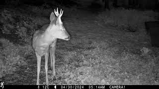 Roe deer - with splendid antlers