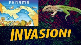 Giant Ameiva: Invasive spiece in Florida