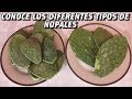 Conoce Los Tipos De Nopales Para Cocinar | Variedades de nopales