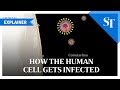 How the human cell gets infected | Covid-19 explainer | The Straits Times