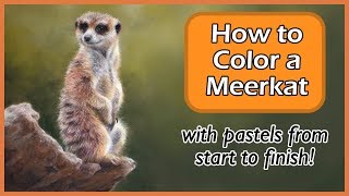 How to Color a Meerkat | Pastel Drawing Time-Lapse