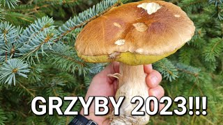 Czy są jeszcze / już GRZYBY 2023?