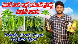 అందరికంటే రెండంతల మిర్చి దిగుబడి | Organic Green Chilli Farming | Mirchi Farming | AgriTech Telugu