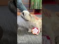 （お口回りのお手入れ）口臭予防も！ブラッシングするシーズー犬バル君～dog brushing～ shorts