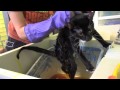 Cat Ringworm Treatment Training Cat Ringworm Treatment Training