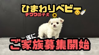 【犬７頭と暮らすおっさん】ひまわりベビーご家族募集開始👶🍼【チワワの子犬】