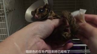 蜜袋鼯之日常-小蜜出院了Daily of Sugar Glider-Honey back home