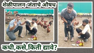 शेळीपालनामध्ये जंत निर्मूलन कसे करावे? #shelipalan #शेळीपालन