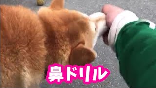 柴犬サブ【鼻ドリル】みやこ寿司　トラ猫ゆき　多賀の里　愛知　常滑　ランチ　子連れOK　多賀神社