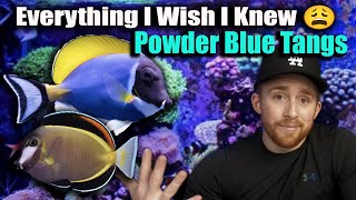 Everything You Need to Know About Powder Blue and Powder Brown Tangs - Watch BEFORE you BUY!!! 🚨‼️