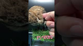 カキカキ要求(*´罒`*)