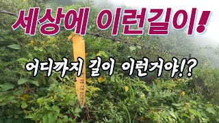 호남정맥 백이산(2022.08.06)호남정글/풀숲과 가시덤불을 헤치고 걷는 길/무남이재에서 빈계재까지/Honam Jungle