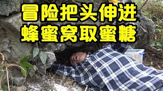 农村小伙为了取到野生蜂蜜，小莫冒险把头伸进蜜蜂窝取糖，这操作太硬核了【壮乡小莫】