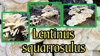 Lentinus squarrosulus