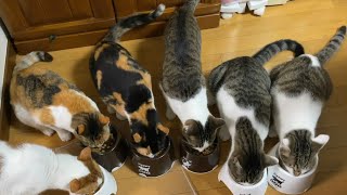 猫６匹と住職の朝ごはん動画です。