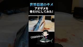 世界最速のサメ！アオザメの頭を骨だけにしてみた　#サメ　#shark #標本 　#サメ社会学