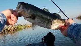 Fishing Lake Panasoffkee Feb 26 2025